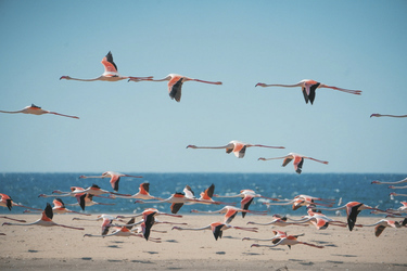 Flamingos in Walvis Bay, ©Alexander Heinrichs