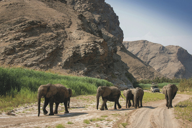 Wüstenelefanten, ©DOOKPHOTO