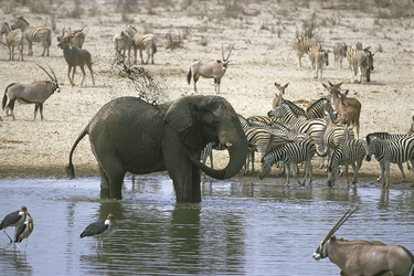 Tierbeobachtung im Etosha Nationalpark