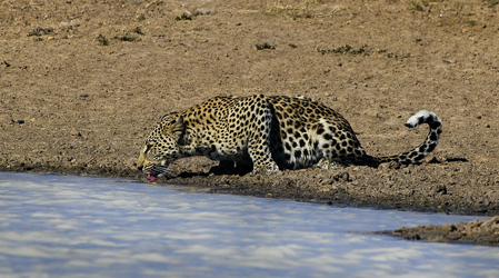 Durstiger Leopard am Wasserloch