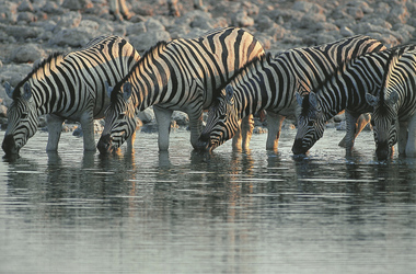 Den Durst stillen im Etosha Nationalpark