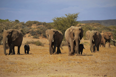 Wüstenelefanten, ©Christophe Pitot