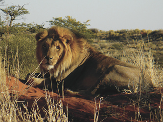 Kalahari-Löwe