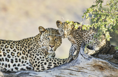 Leopardin mit Kind