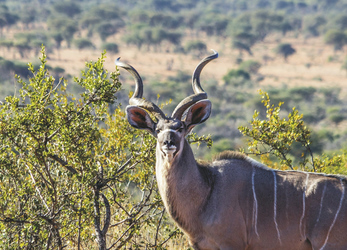 Kudu, ©Rohan van Wyk