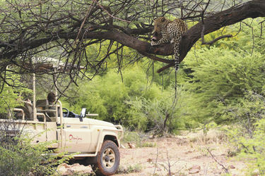 Leopardenbeobachtung, ©RICHARD ZAAYMAN