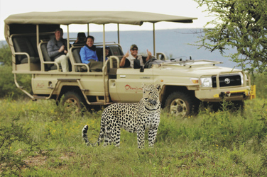 Leoparden Tracking, ©RICHARD ZAAYMAN