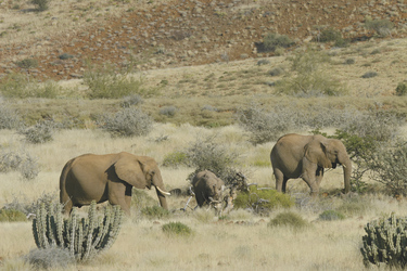 Wüsten-Elefantenherde