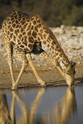Seltener Anblick, eine trinkende Giraffe