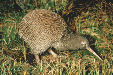 Neuseelands Nationalvogel