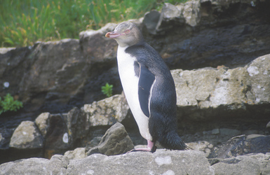 Pinguin - Südinsel