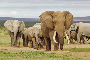 Imposante Elefanten