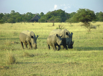 Nashornfamilie im Krüger Nationalpark