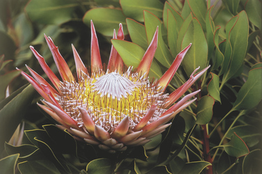 Protea Pflanze