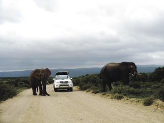 Begegnung im Addo Elephant Nationalpark