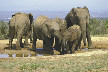 Elefantenfamilie am Wasserloch 
