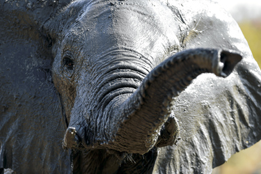 Elefant im Kürger Nationalpark, ©Bruce Taylor