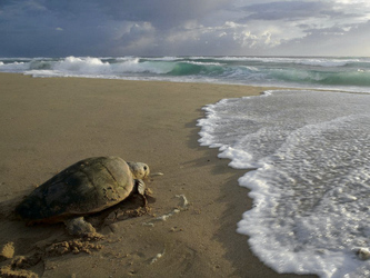 Schildkröten-Beobachtung am Strand
