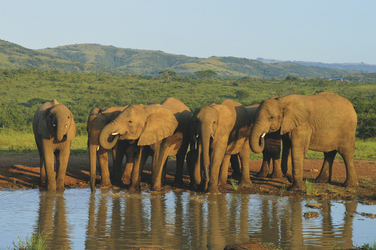 Durstige Elefanten am Wasserloch