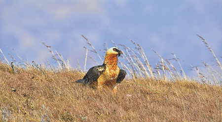 Heimat der Bartgeier