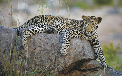 Entspannter Leopard