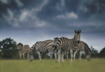 Große Tiervielfalt, © Keith Connelly Photographics
