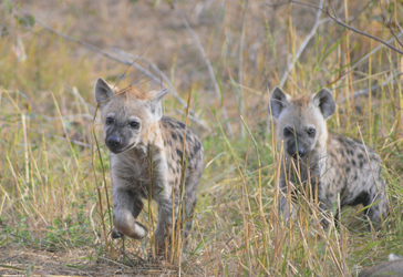 Hyänennachwuchs
