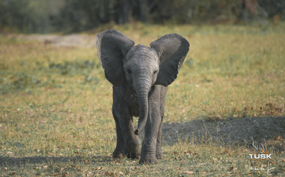 Elefantennachwuchs, ©Wim van den Heever