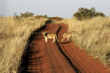 Löwennachwuchs in der Kalahari