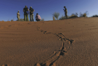 Welches Tier war hier?