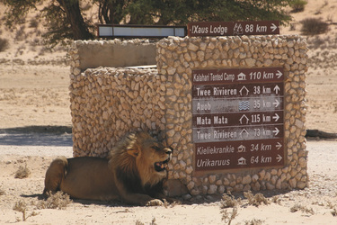 Bewachter Wegweiser im Kgalagadi Transfrontier Nationalpark
