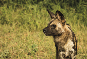 Wildhunde im Madikwe Game Reserve