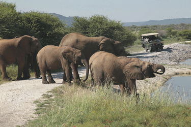 Durstige Elefanten, ©Tau Game Lodge