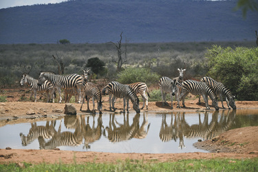Lelapa Lodge