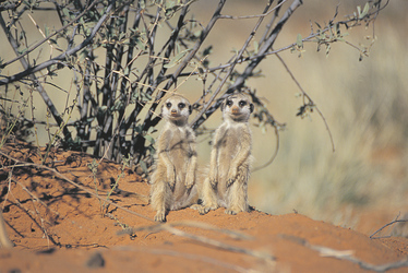 Erdmännchen in der Kalahari