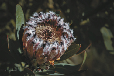 Protea, ©Craig Parsons