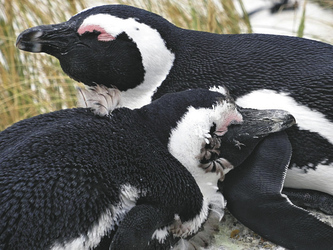 Pinguine am Boulder´s Beach