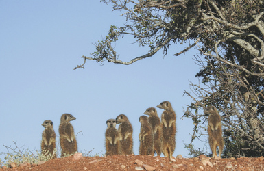 Edrmännchen-Safari