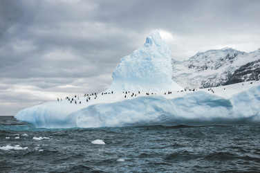 Pinguine auf einem Eisberg, ©G Adventures Inc.