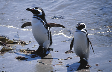 Magellan Pinguine, Halbinsel Valdes