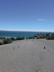 Punta Tombo, Pinguinkolonie