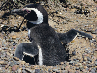 Magellan-Pinguin in Punta Tombo