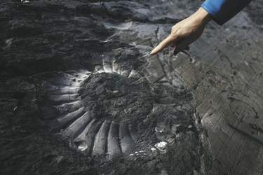 Fossilfund während einer Wanderung