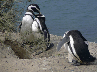 Pinguine auf der Halbinsel Valdes