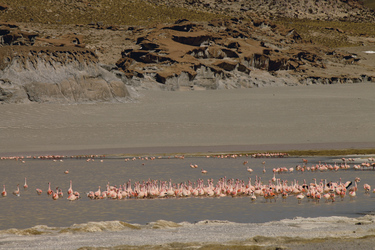 Flamingos in der Laguna Grande