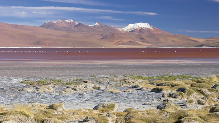 Laguna Colorado im Altiplano