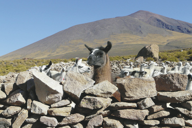Lamaherde im Altiplano, ©Australia Plus