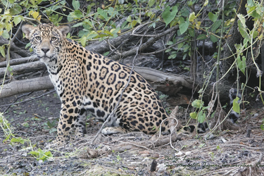 Jaguar Conservation Ranch, ©Jaguar Conservation Ranch