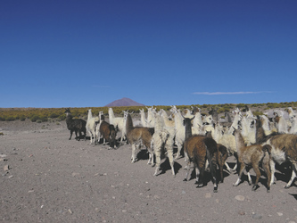 Lama-Herde im Altiplano