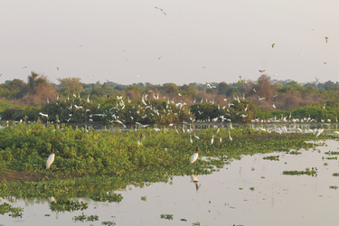 Störche im Pantanal
